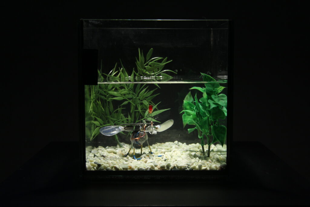 BEAMbot in a small aquarium